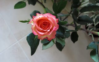 Обои цветы, розы, бутон