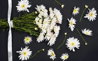 Картинка цветы, хризантемы, белые, лента