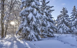 Картинка природа, зима, снег, сугробы