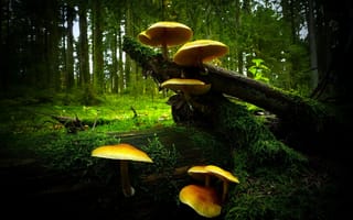 Картинка природа, грибы, грибная, семейка