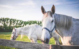 Картинка животные, лошади, белые, пара, загон