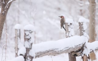 Картинка животные, птицы, снег, птица, зима, на, открытом, воздухе