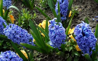 Картинка цветы, гиацинты, синие, клумба