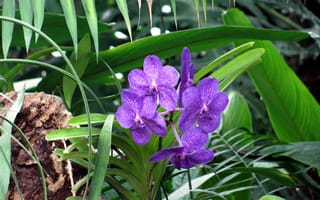 Картинка цветы, орхидеи, лиловые