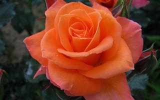 Картинка цветы, розы, персиковая, роза, макро