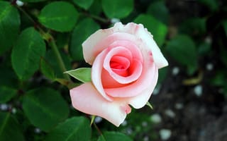Обои цветы, розы, розовая, роза, бутон, макро