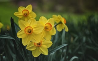 Картинка цветы, нарциссы, желтые, весна