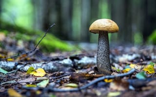 Картинка природа, грибы, подосиновик, осень, листья