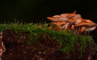 Картинка природа, грибы, грибная, семейка