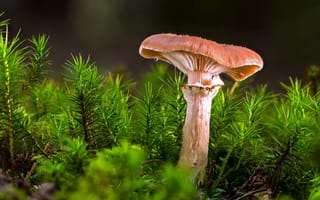 Обои природа, грибы, мох, гриб
