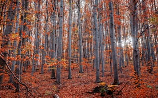 Картинка природа, лес, березовая, роща, осень, листопад