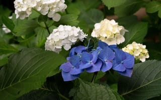 Картинка цветы, гортензия, синяя, белая, гортезия, куст