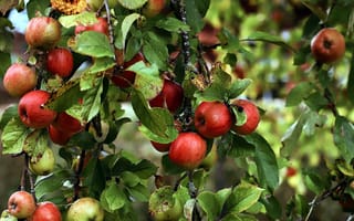 Обои природа, плоды, яблоки