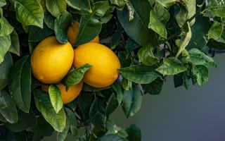 Картинка природа, плоды, лимоны
