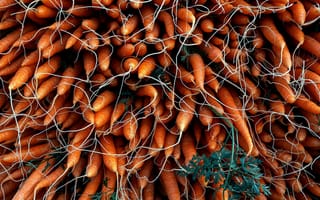 Картинка еда, морковь, корнеплоды, урожай