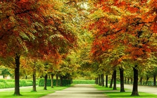 Обои природа, парк, осень, листопад