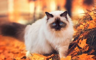 Картинка животные, коты, кот, листья, осень