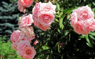 Картинка цветы, розы, куст, розовые