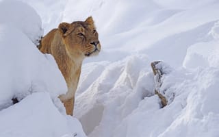 Картинка животные, львы, хищник, снег, львица, зима