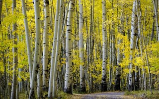 Картинка природа, деревья, осень, дорога, берёзы
