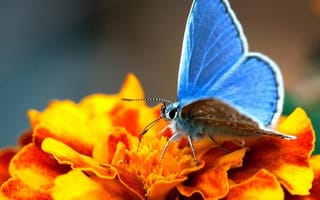 Обои животные, бабочки, цветок, голубая, бабочка, мотыльки, моли