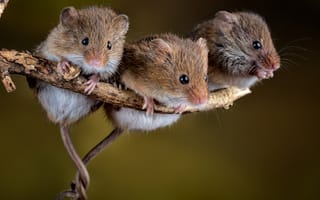 Картинка животные, крысы, мыши