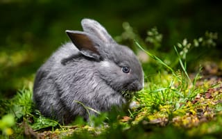 Картинка животные, кролики, кролик, зайцы