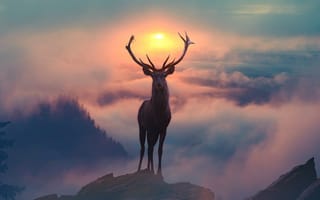 Картинка животные, олени, олень, утро, северный, фотография, туман
