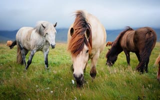 Картинка животные, лошади