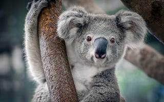 Картинка животные, коалы, коала
