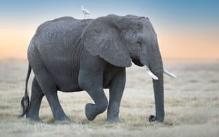Картинка животные, слоны, слон