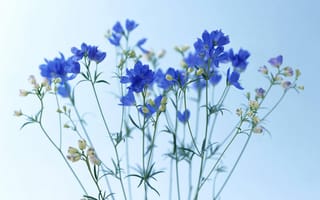 Картинка цветы, васильки, полевые, синие