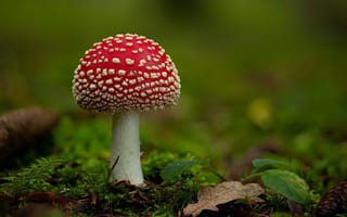 Картинка природа, грибы, мухомор, гриб