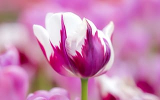 Картинка цветы, тюльпаны, белый, фиолетовый, цветок, бутон, тюльпан