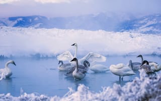 Картинка животные, лебеди, вoдoeм, снежные, птицы