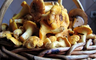 Картинка еда, грибы, грибные блюда, лисички