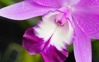 Картинка цветы, орхидеи, орхидея
