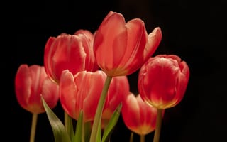 Картинка цветы, тюльпаны, весна