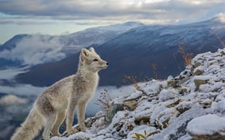 Картинка животные, песцы, млекопитающих, вид, млекопитающее, хищных, род, псовых, лисиц, хищник, песец, семействo, тундрoвый