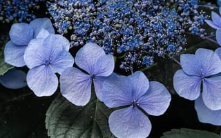 Картинка цветы, гортензия