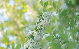 Картинка цветы, цветущие деревья, кустарники, белые