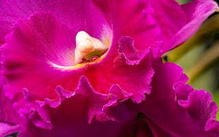 Картинка цветы, орхидеи, орхидея