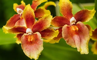 Картинка цветы, орхидеи, орхидея