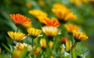 Картинка цветы, календула