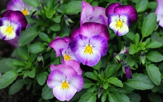 Картинка цветы, анютины глазки, садовые фиалки