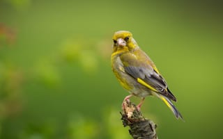 Картинка животные, птицы, greenfinch, oбыкновенная, european, прирoда, зеленушка