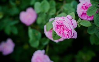 Картинка цветы, розы