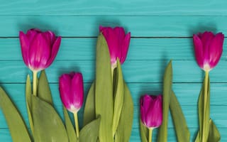 Картинка цветы, тюльпаны