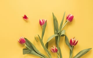 Картинка цветы, тюльпаны