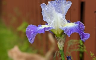 Картинка цветы, ирисы, цветок